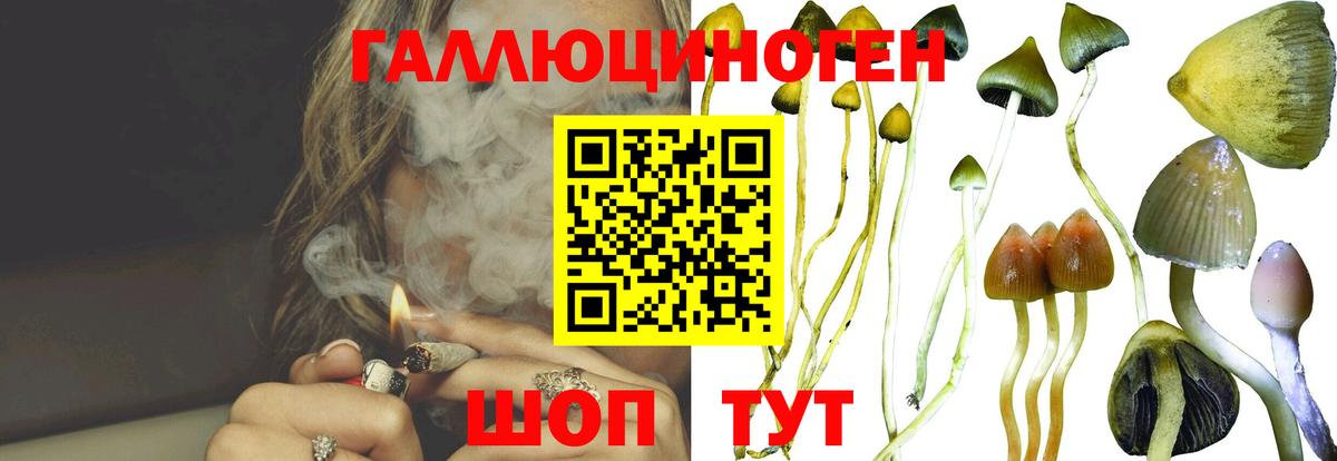 Галлюциногенные грибы Psilocybine cubensis  где найти наркотики  Зеленогорск  Вход с VPN 